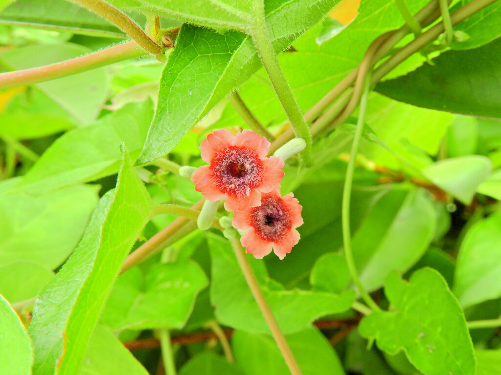 ヘクソカズラ（屁糞葛）の花　２