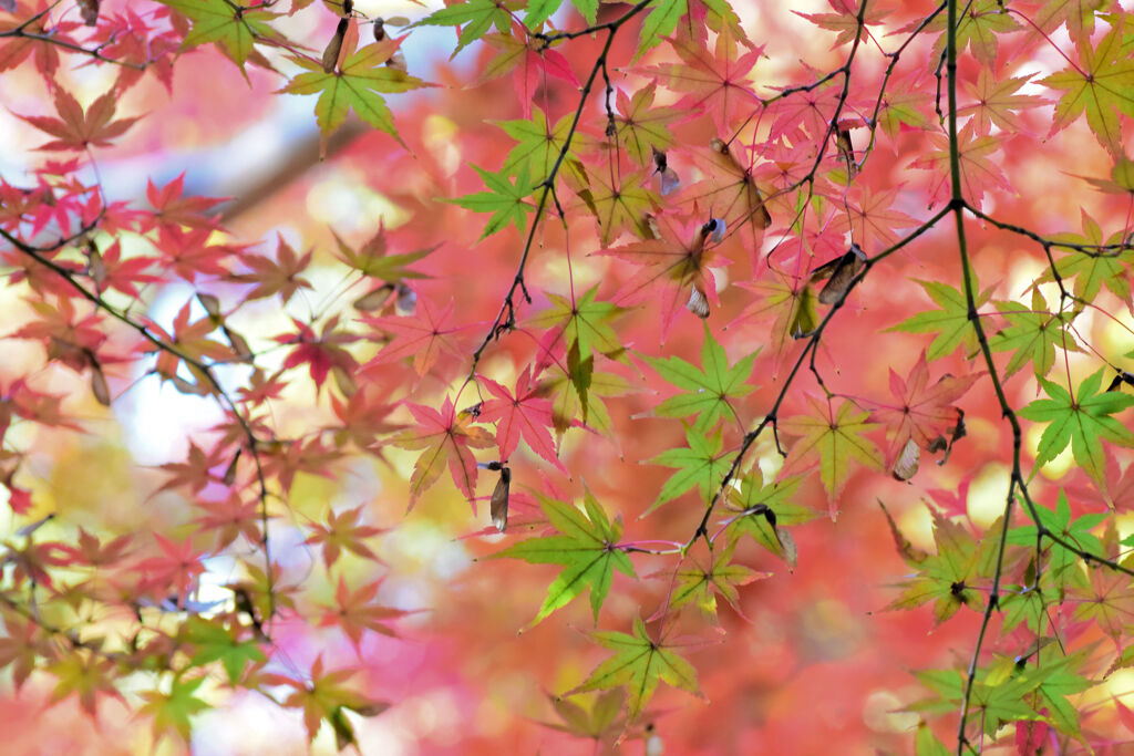 紅葉　①