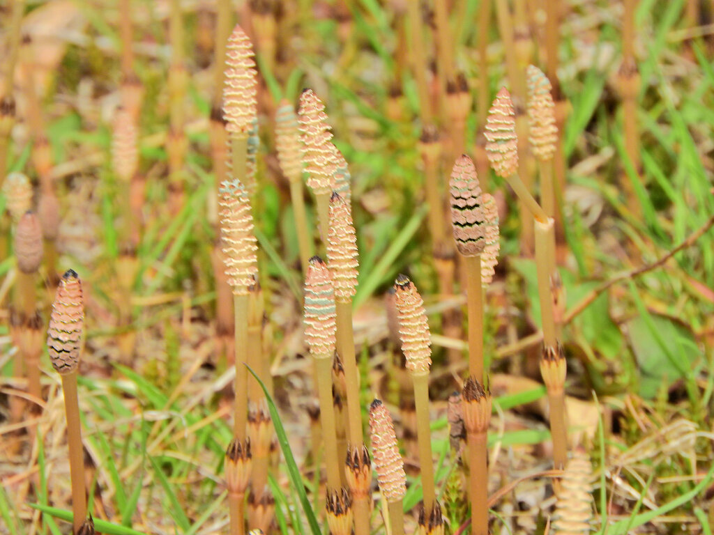 探し尽くした土筆　４