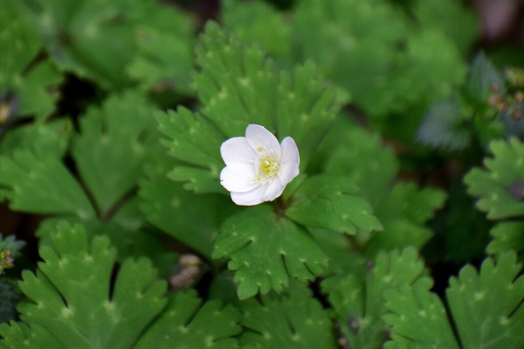 二輪草 （にりんそう）３