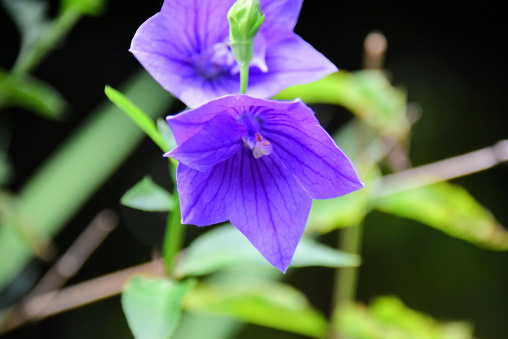 八重咲き桔梗３