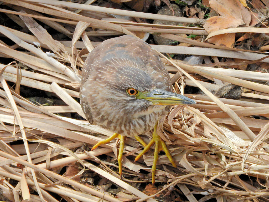 矢上川で　ゴイサギの幼鳥　ホシゴイ　９