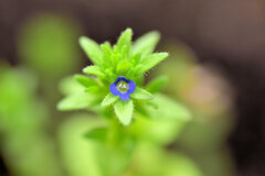 「立犬（たちいぬ）のフグリ」の花　３