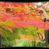 年末の大掃除　撮り溜め紅葉放出　２０