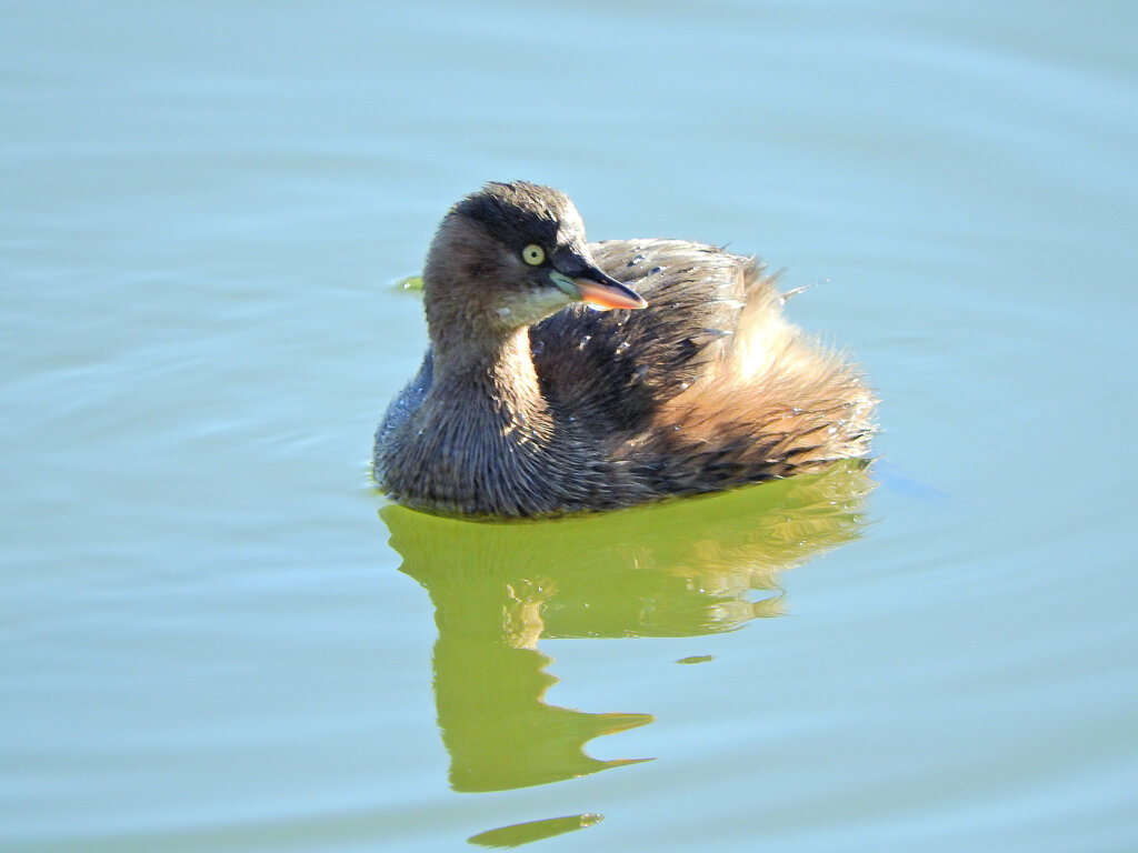 等々力緑地公園・・釣り堀池で　カイツブリ　１０