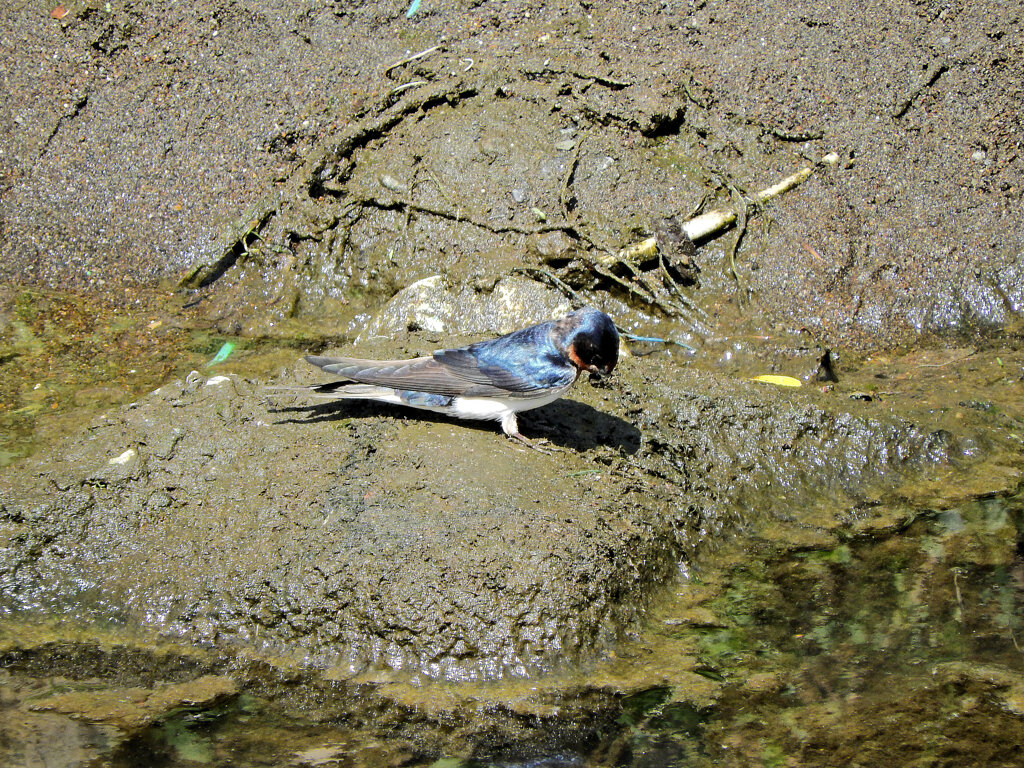 燕さんがお家の建築資材を調達中！　９