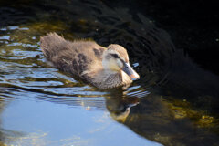 3月9日生まれのｶﾙｶﾞﾓの雛ちゃん12羽～8羽へ無事　３