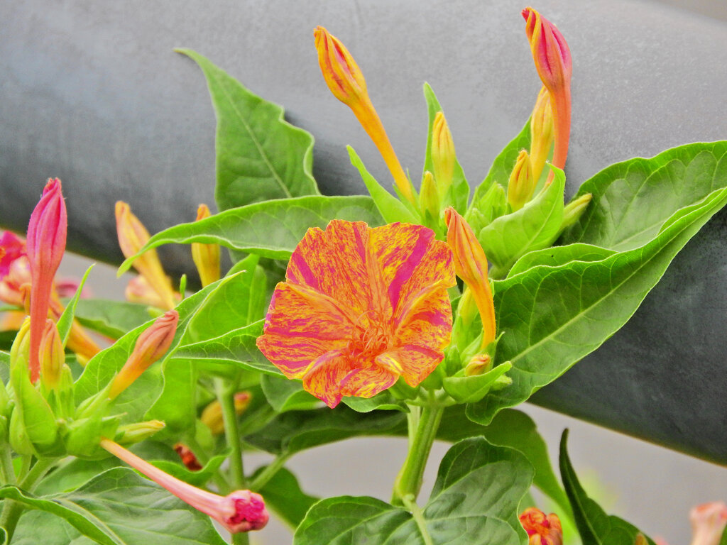 オシロイバナ（白粉花）　５