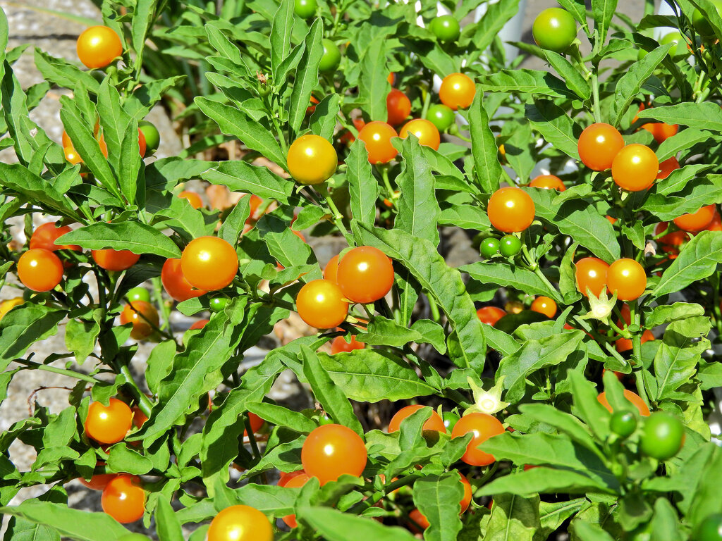 冬珊瑚の実　３