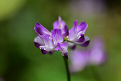 蓮華草　４
