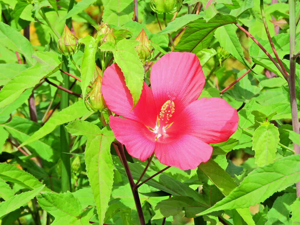 タイタンビカス　１