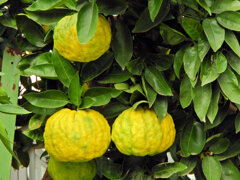 獅子柚子／鬼柚子／シシユズ／オニユズ　３