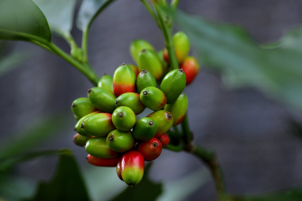 洋服の靑木ではありません　植物の靑木　実です　３