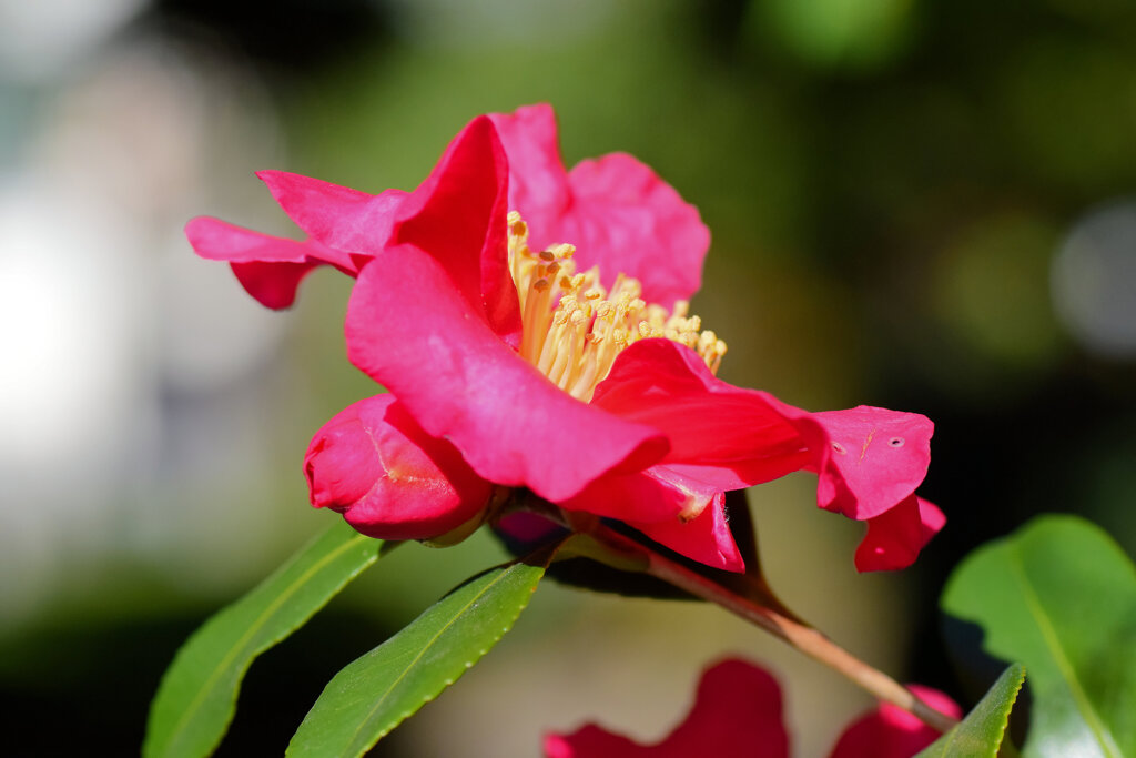 山茶花　１０