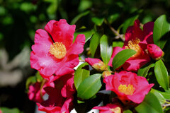 山茶花　４
