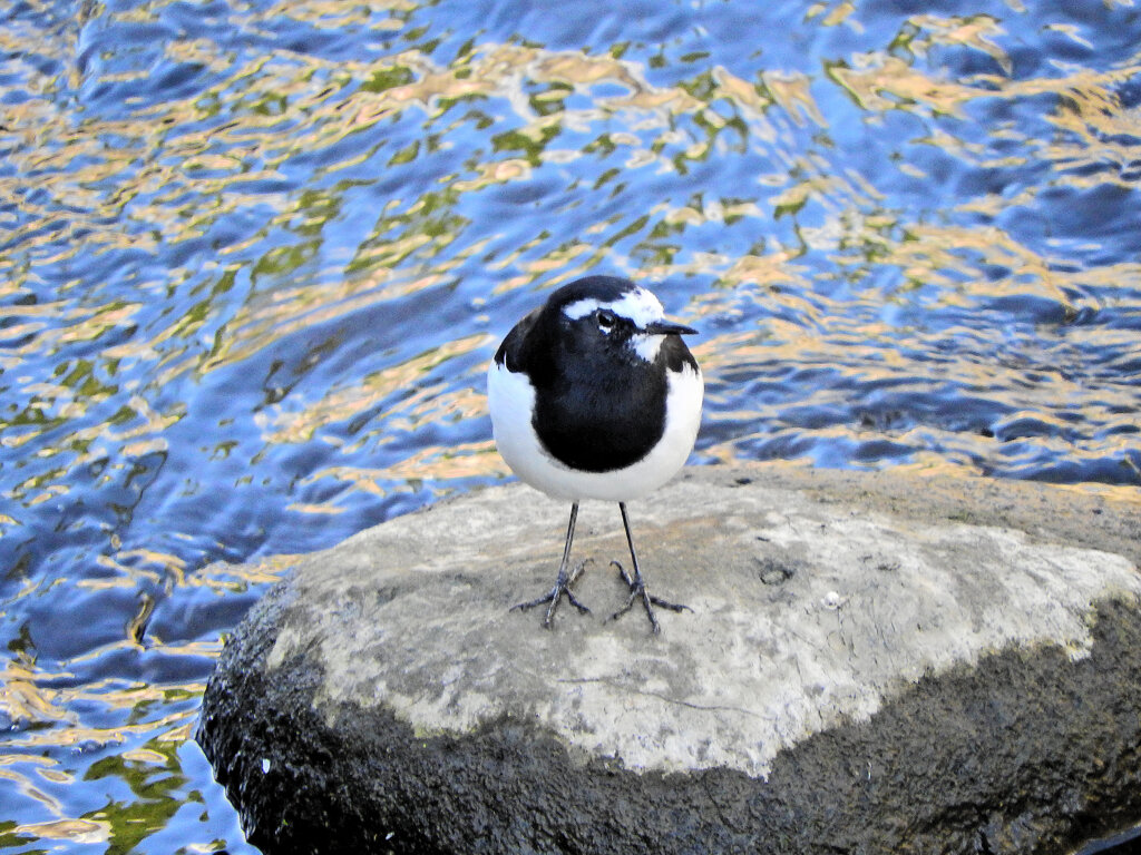 セグロセキレイ　１３