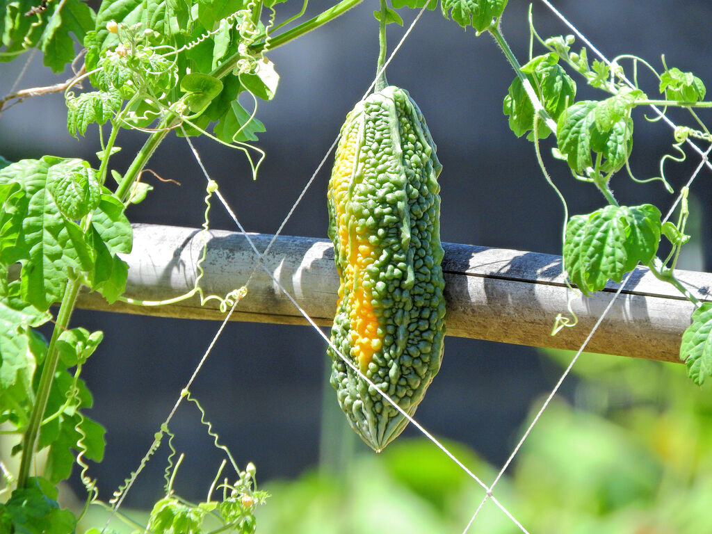 半熟したゴーヤー