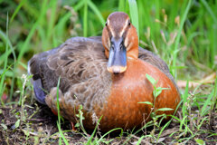 こんな色ですが・・カルガモさんですか？６