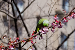 野生のワカケホンセイインコ 桜の花を食い散らかす　６