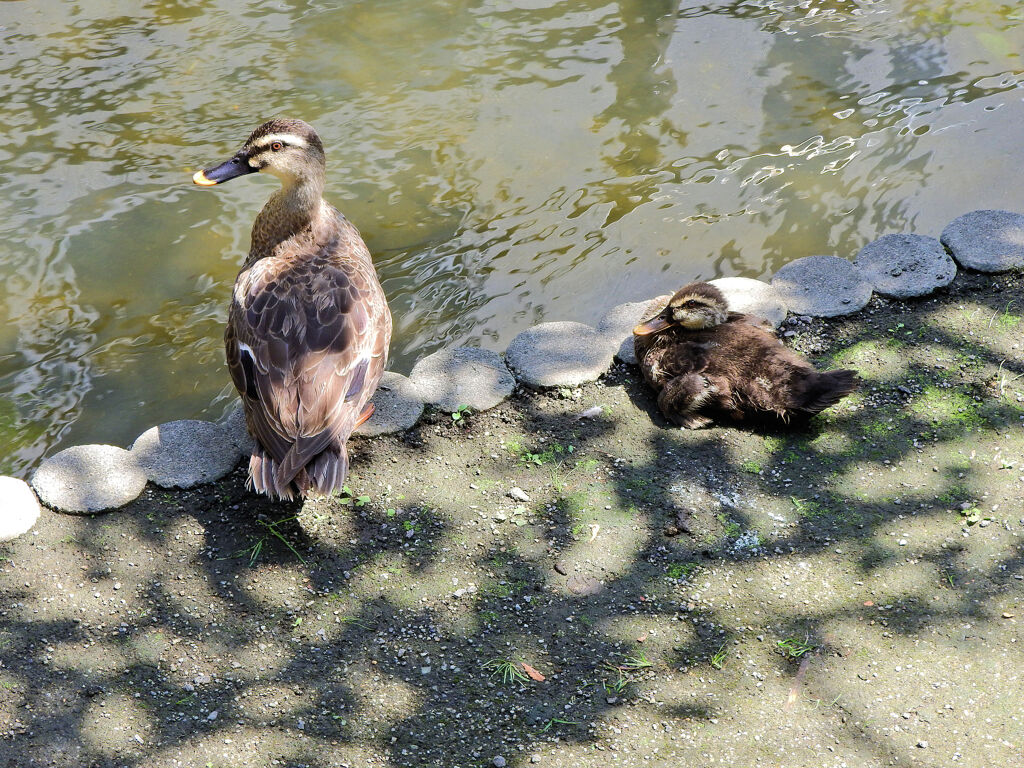 二ヶ領用水路・・カルガモ親子　1/2