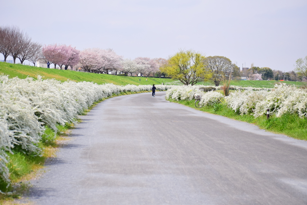 多摩川　川崎市　等々力緑地公園付近　３