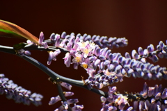 「コルディリネ・ストリクタ」（青ドラセナ）６