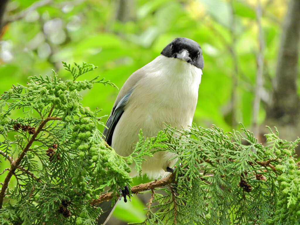オナガさん檜の実を食べる　４