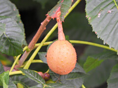 紅花栃の木（ベニバナトチノキ）　実　２