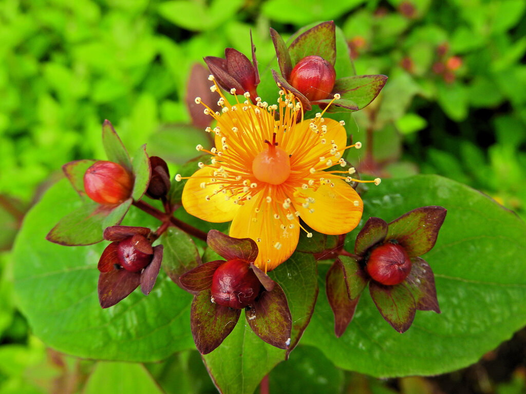 コボウズオトギリ（小坊主弟切）５