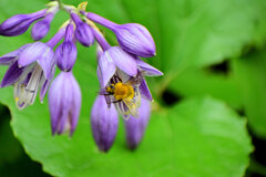 ギボウシ（擬宝珠）に夢中な蜂さん　５