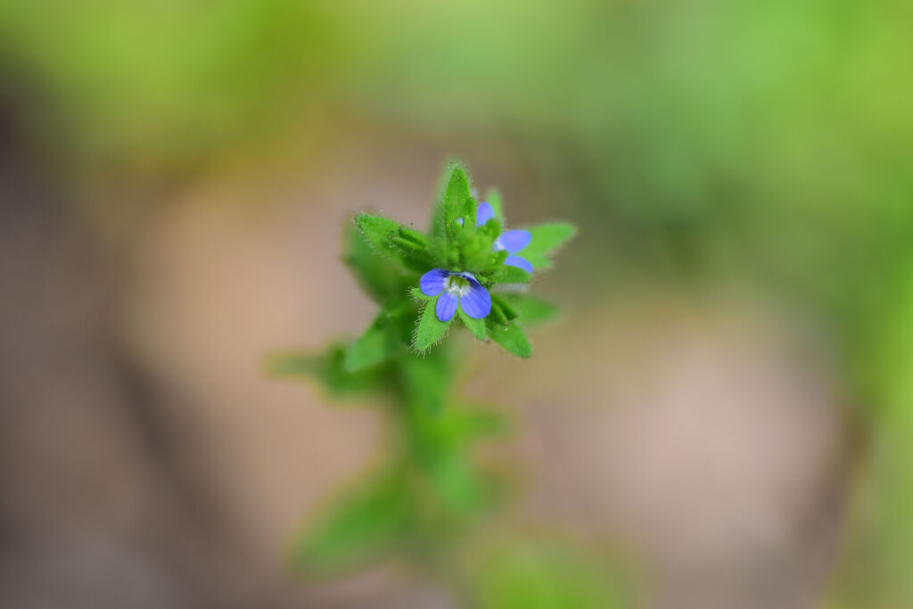 「立犬（たちいぬ）のフグリ」の花　５