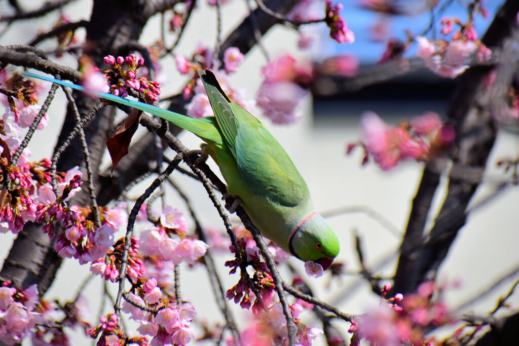 大寒桜を荒らすワカケホンセイインコ　２