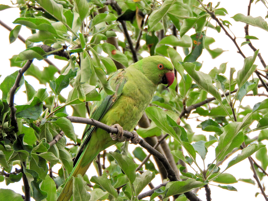 ワカケホンセイインコが林檎を喰い荒らす　３