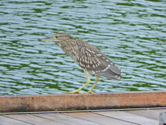 等々力緑地公園・・釣り堀池で　ホシゴイ　１