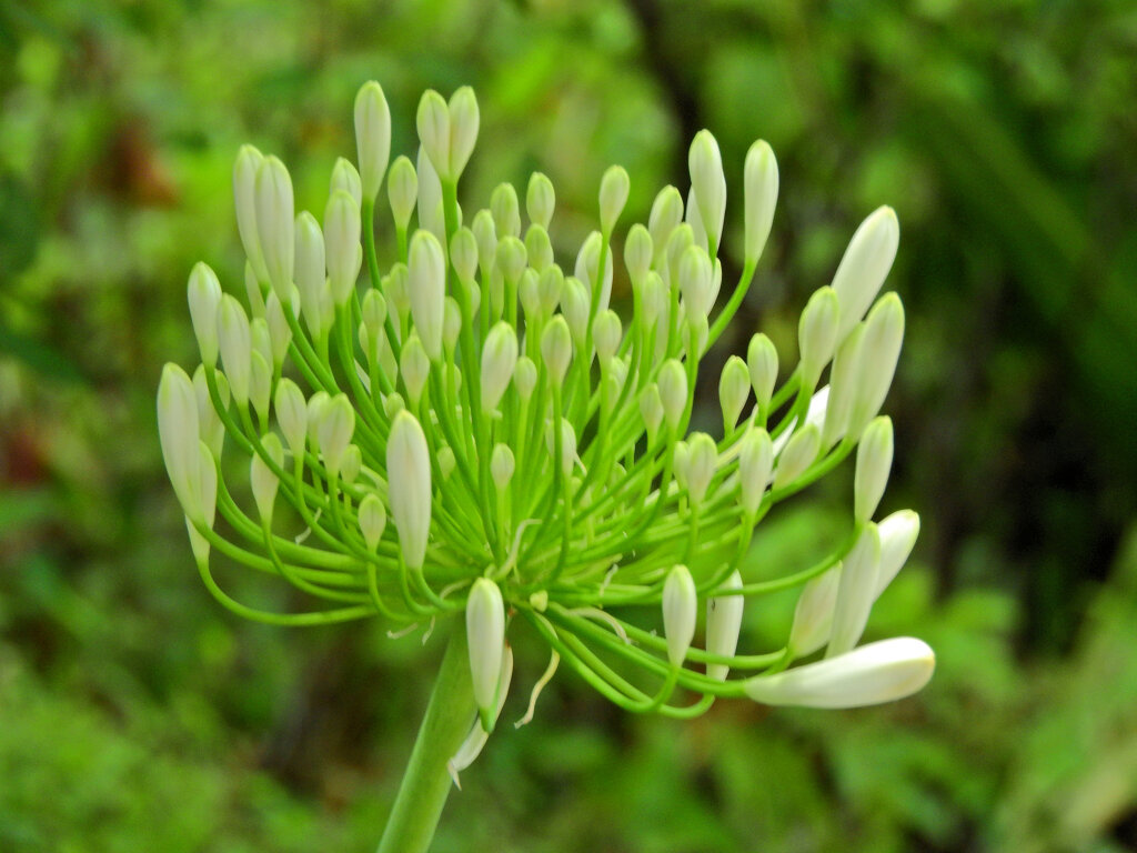 アガパンサス（白花）　３