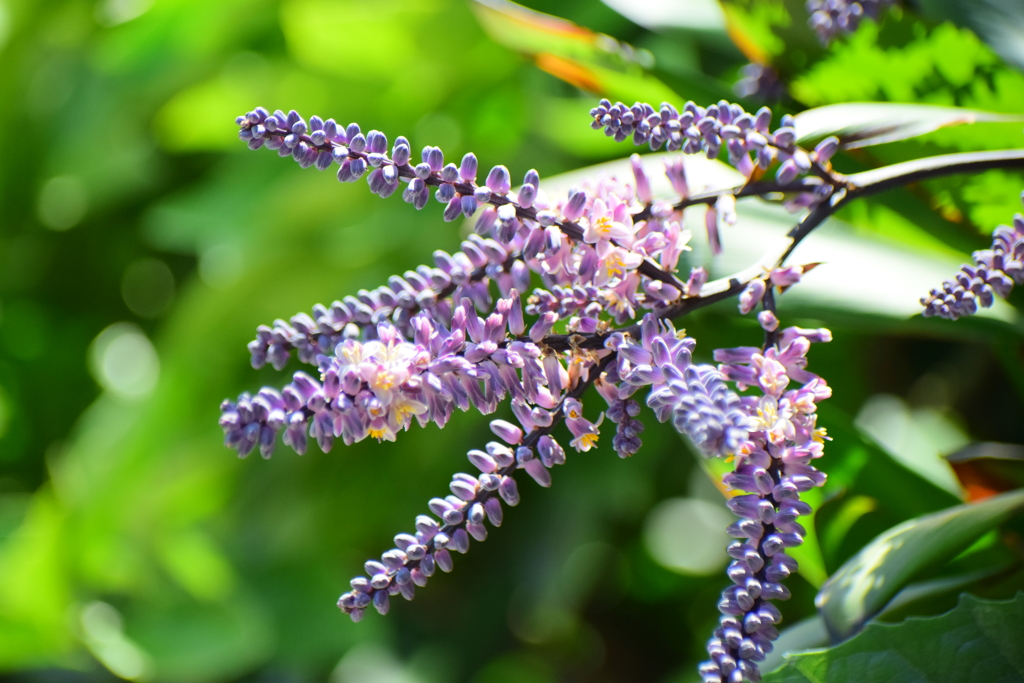 「コルディリネ・ストリクタ」（青ドラセナ）２