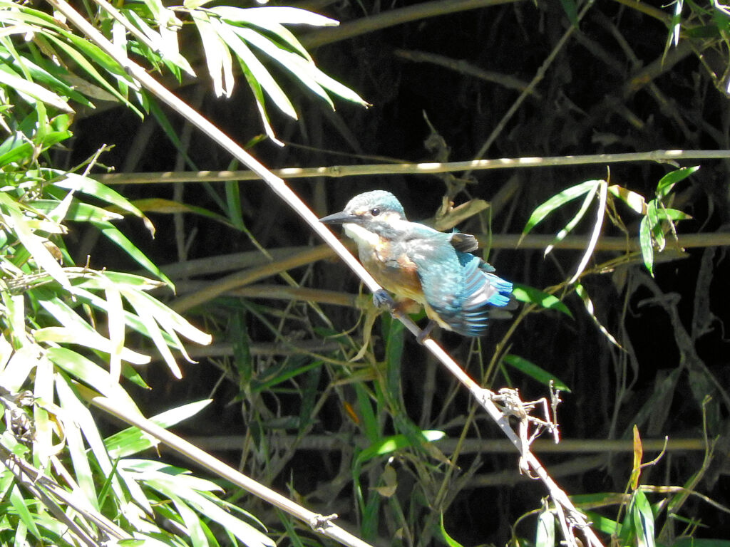 矢上川でカワセミちゃん　２０