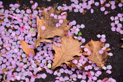 河津桜が散り始めましたよぉ・・・４