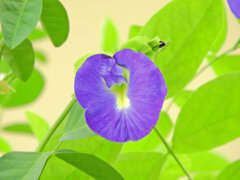 蝶豆花茶（バタフライピー）　５