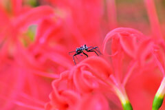 彼岸花にとまる虫さんは誰？　3/4