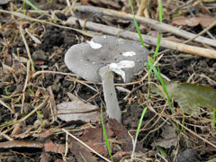 等々力緑地公園・・森で　キノコ　１