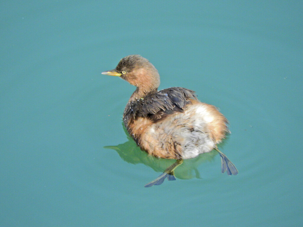 カイツブリ　６