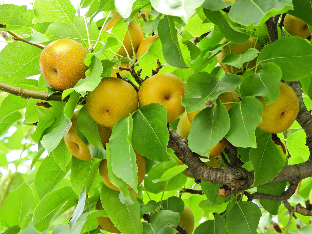 ニホンヤマナシ（日本山梨）の実　４