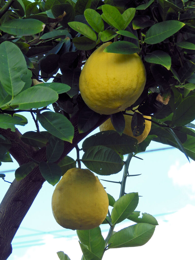 ジャンボレモン　６