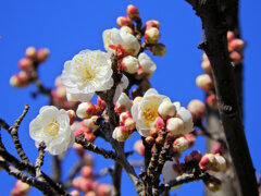 白梅が開花　５