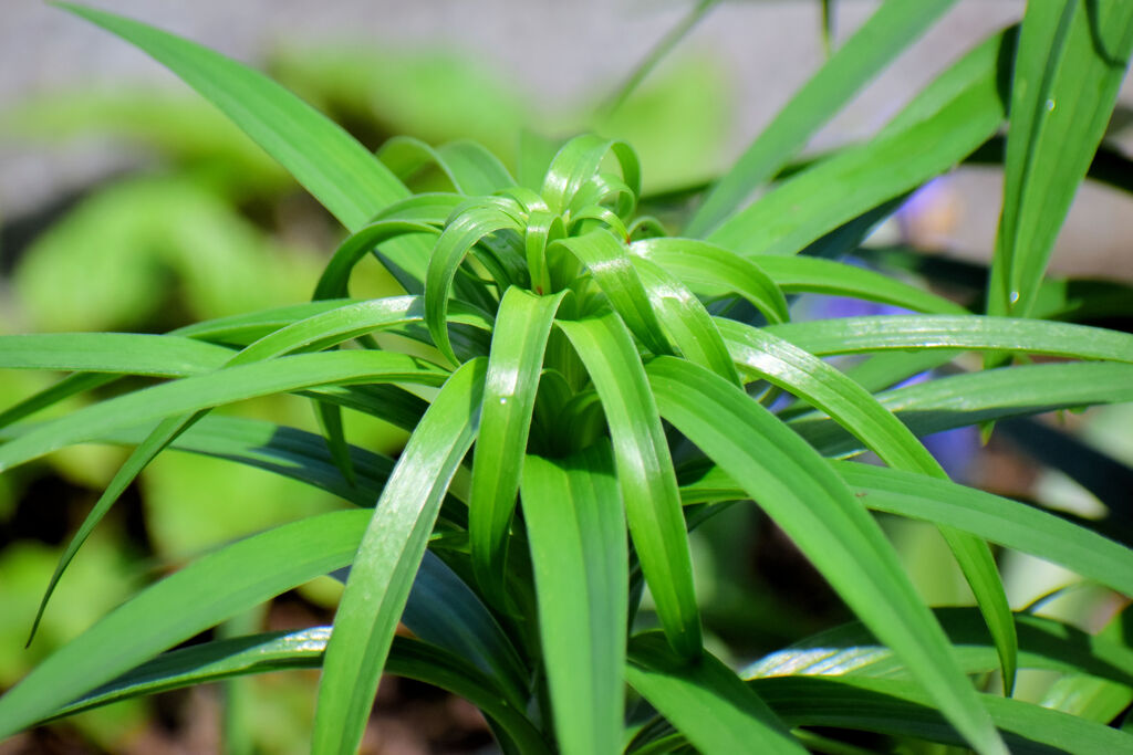 鬼百合の葉　3/3　