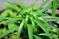 鬼百合の葉　3/3　