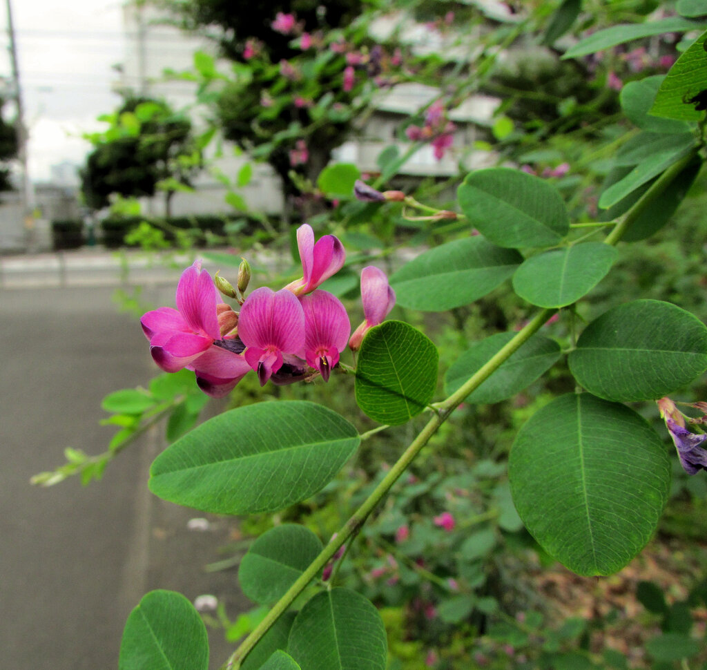 萩　４
