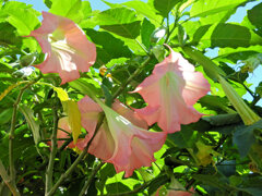 木立朝鮮アサガオ　４