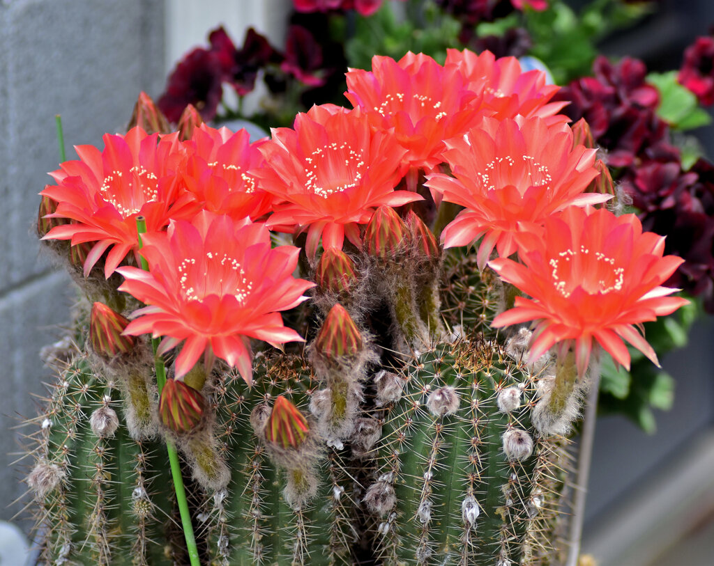 サボテンの花   5